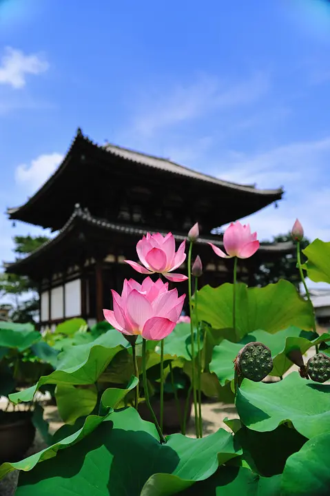 法相宗別格本山清涼山　喜光寺