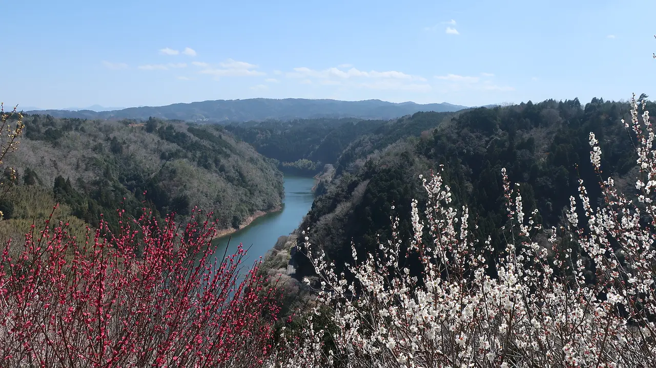 (Place of scenic beauty)Tsukigase Plum Grove