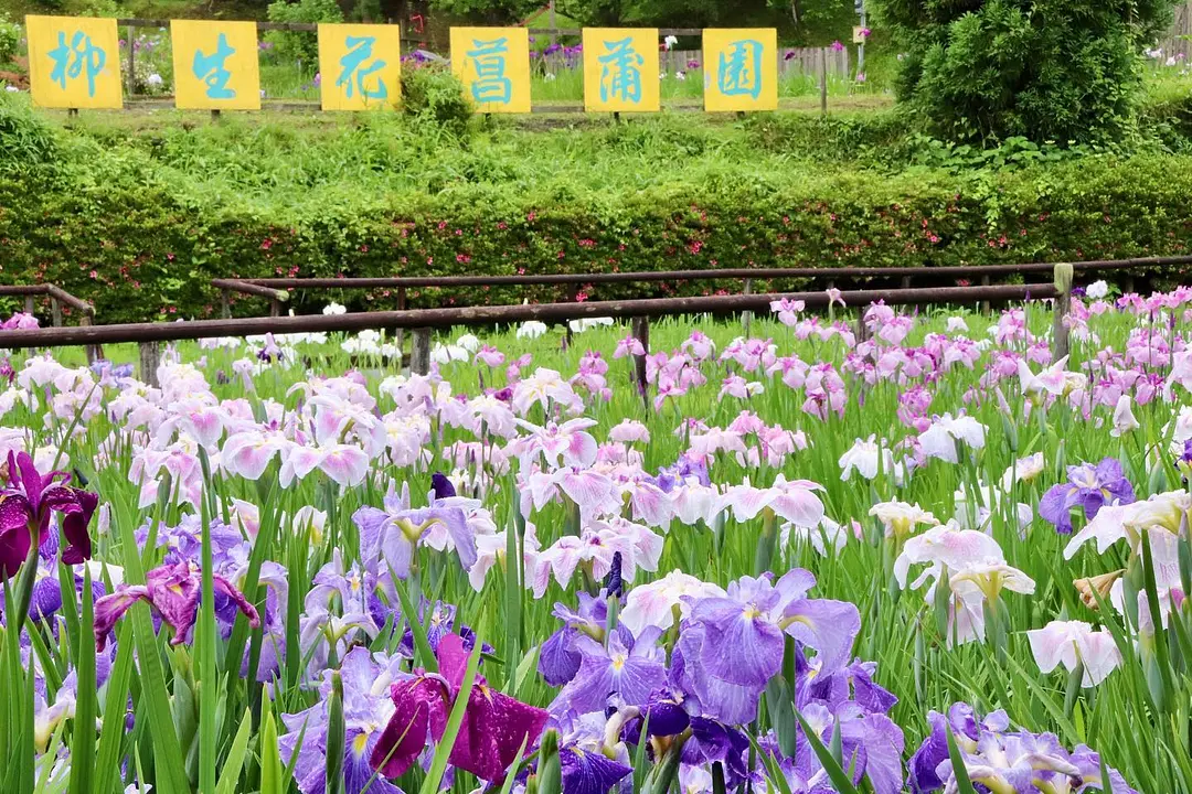 柳生花しょうぶ園1-240516.jpg