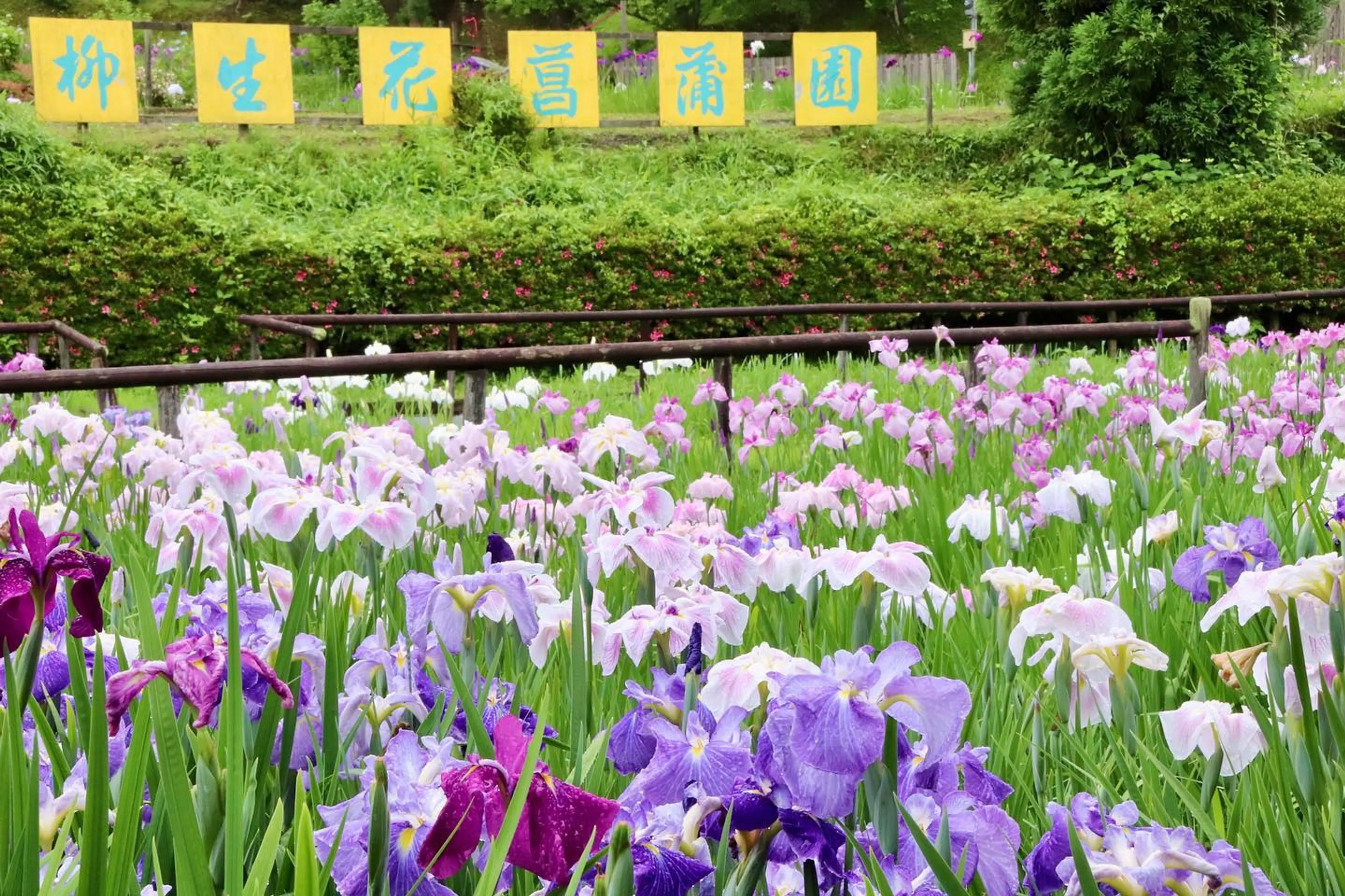 柳生花しょうぶ園1-240516.jpg