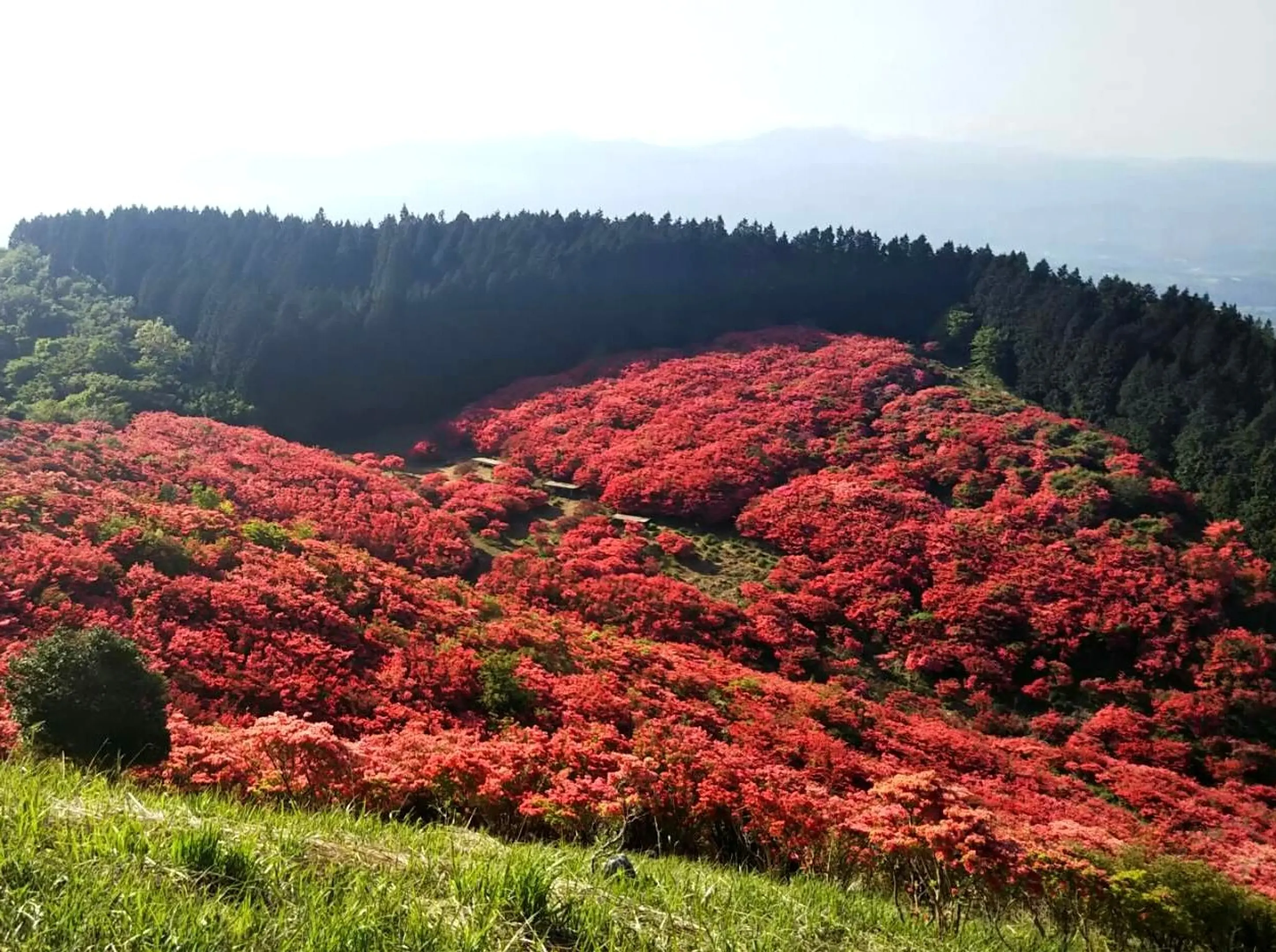 御所市_葛城山_葛城高原自然つつじ園１_240521.jpg