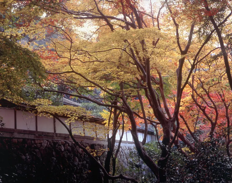 正暦寺_紅葉_240517.jpg