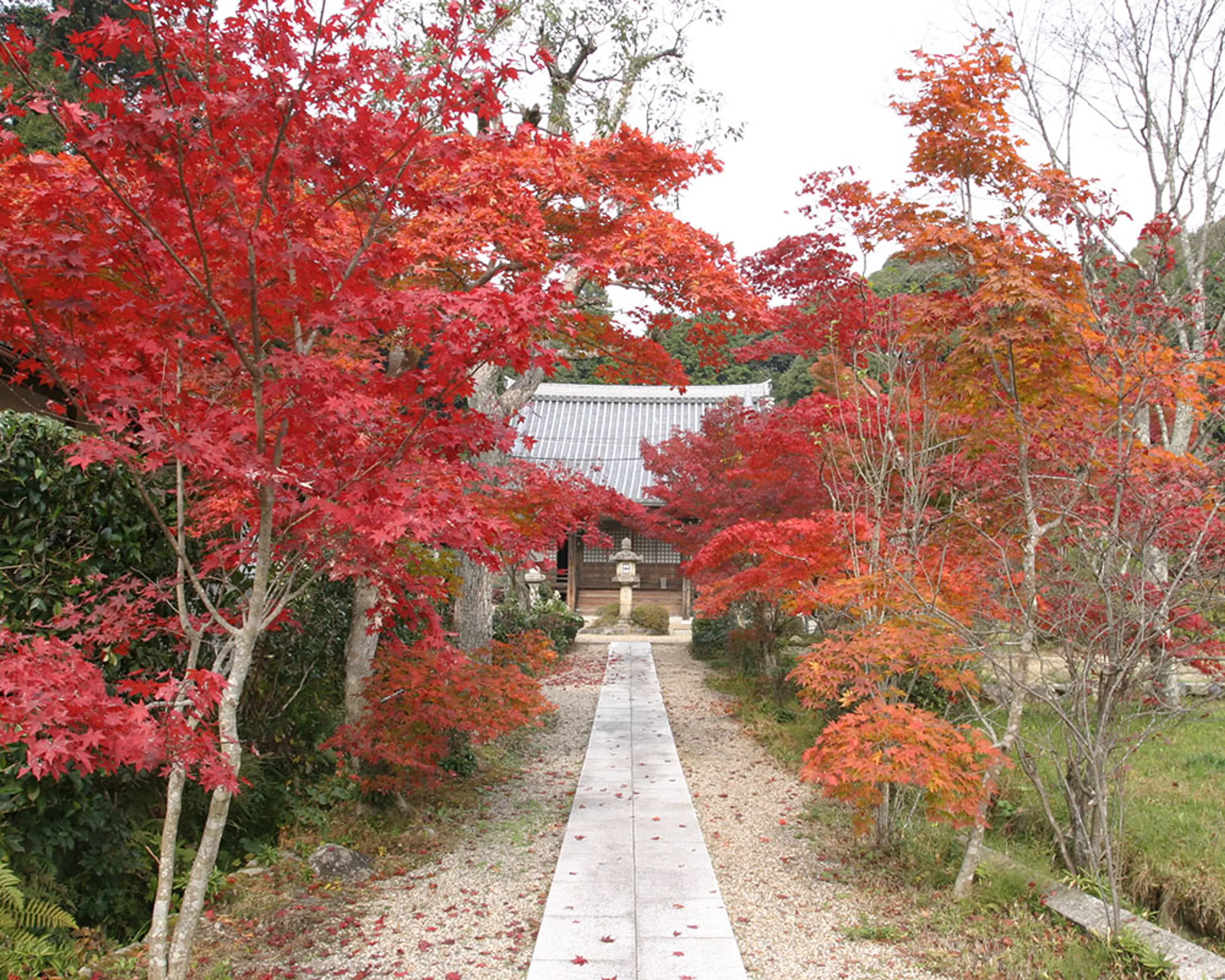 京都府南部_大御堂観音寺1_240522.jpg