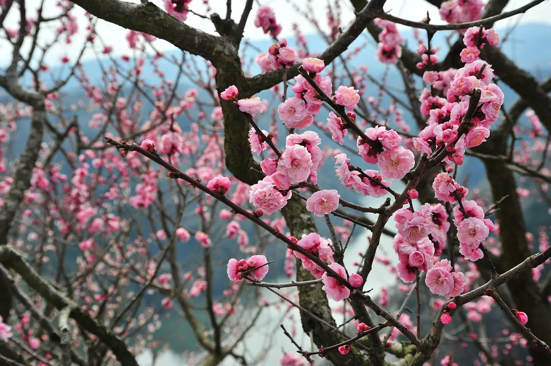 「梅」 の花を楽しむスポット