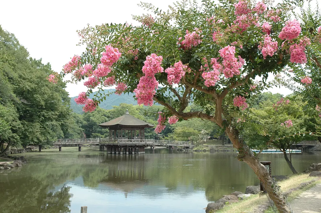 「百日紅(さるすべり)」 を愛でる