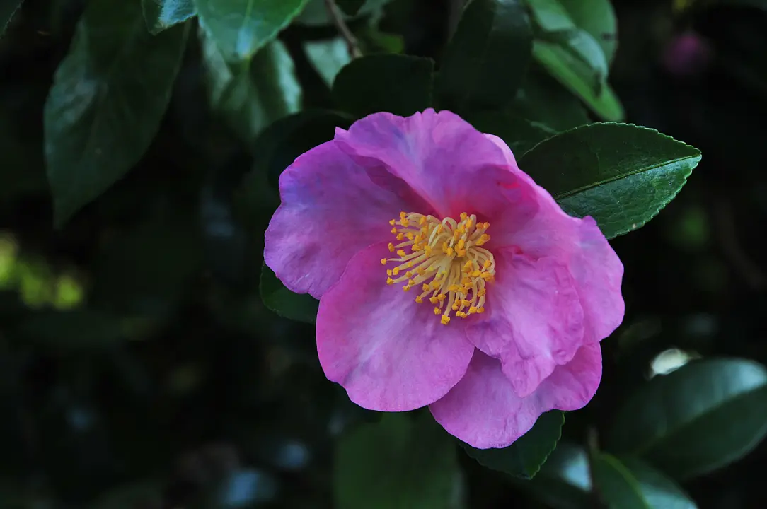 「山茶花(さざんか)」が咲く古寺めぐり