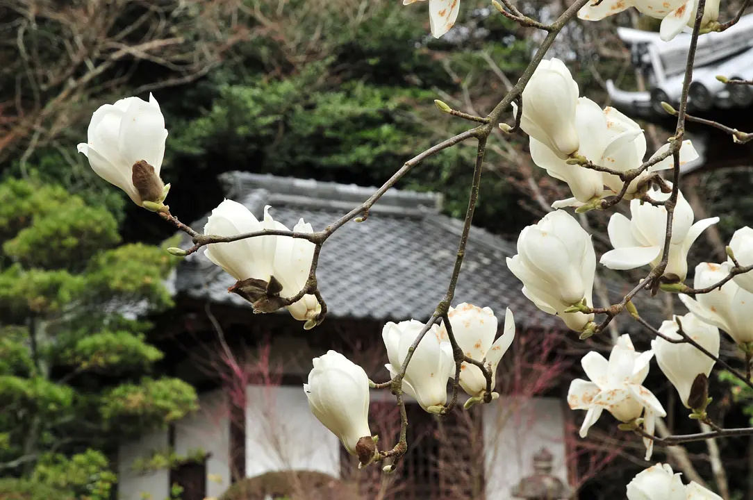 「木蓮(もくれん)」 が咲く古寺めぐり