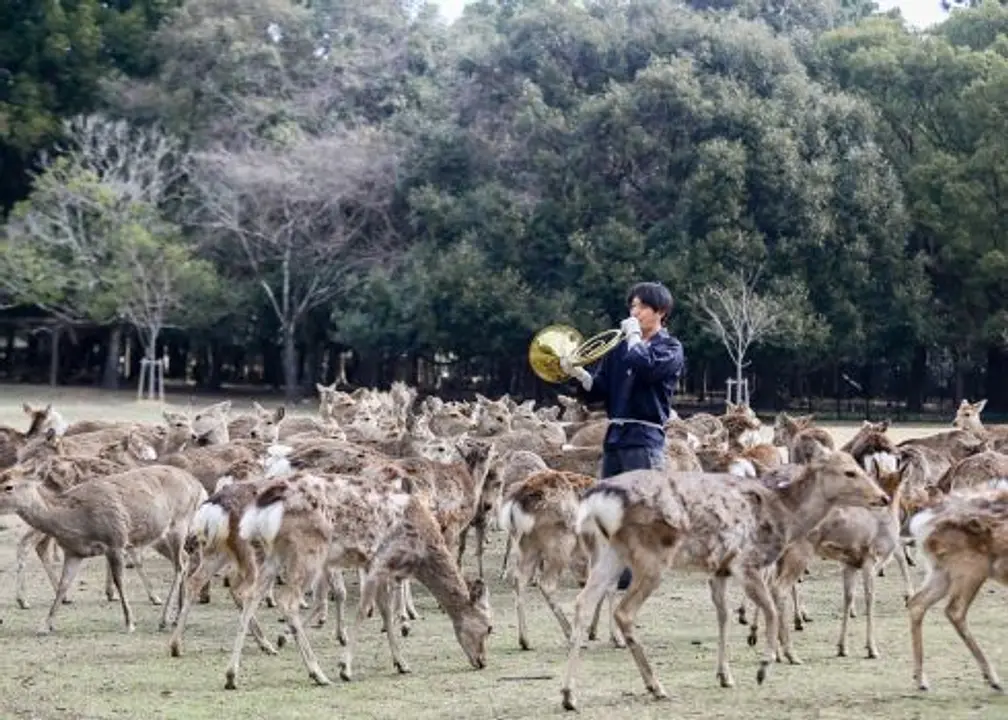 Winter Deer Gathering ‘Shikayose’／Tobihino