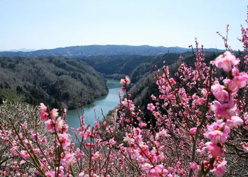 Enjoy the beautiful plum blossoms in the valley. Tsukigase Baikei Plum Blossom Festival /Tsukigase