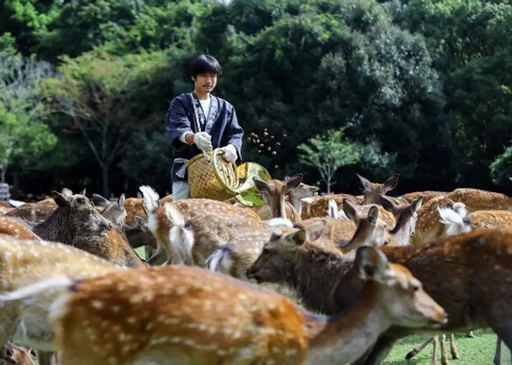 Summer Deer Gathering ‘Shikayose’／Tobihino