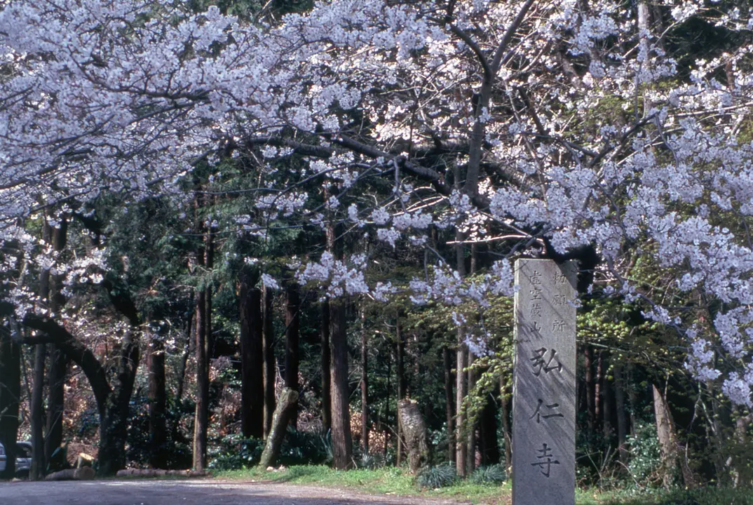 弘仁寺_桜_240517.jpg