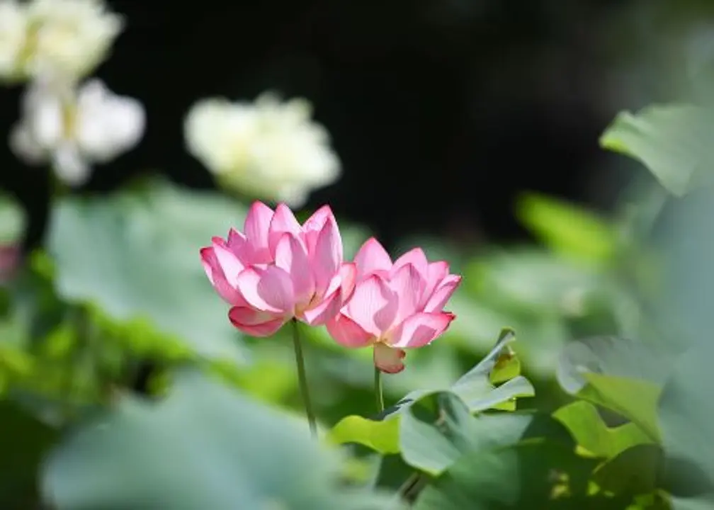 蓮の花の寺を巡る。奈良・西ノ京ロータスロード〜蓮と歴史を楽しむ旅〜