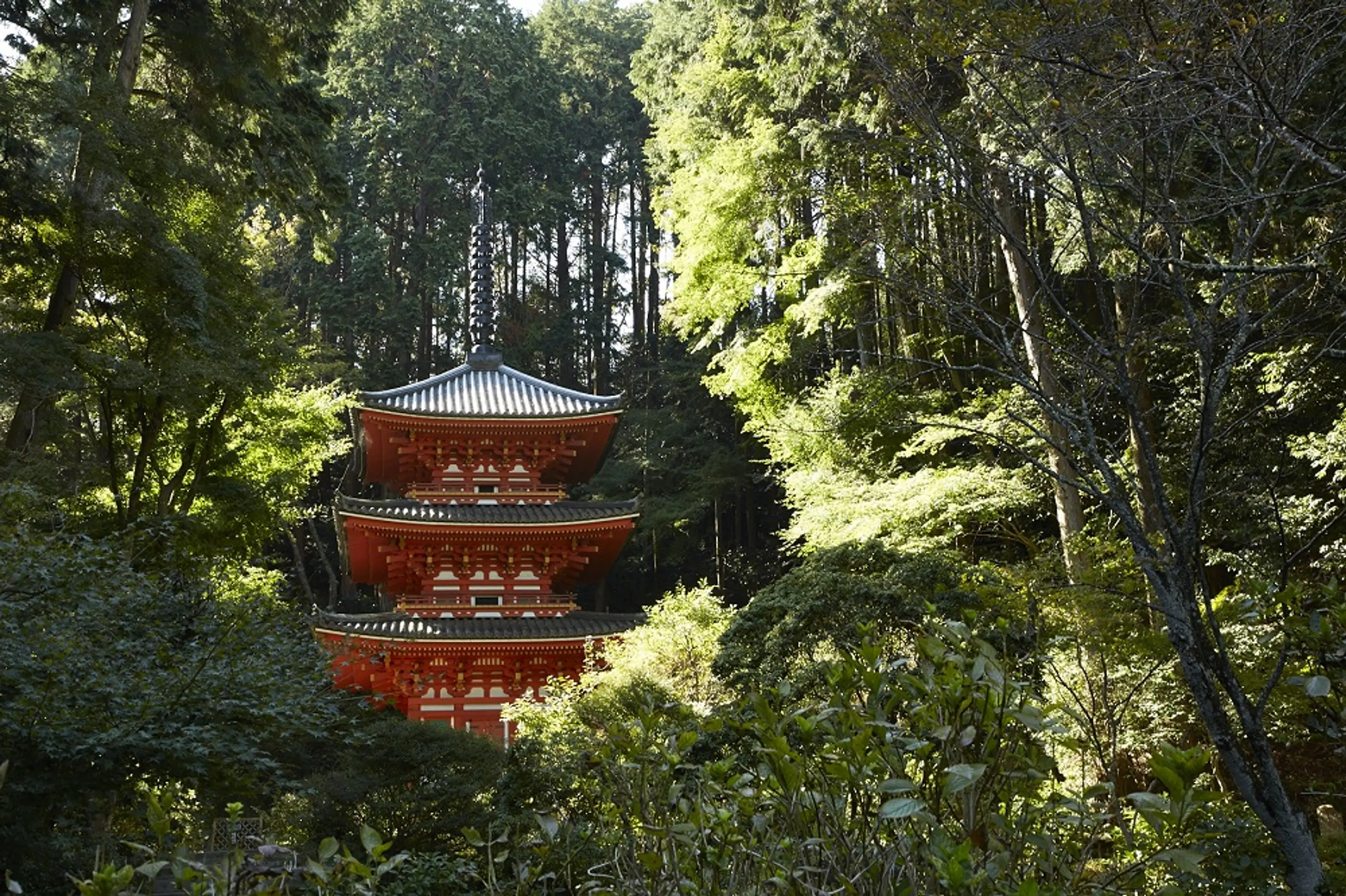 京都府南部_岩船寺_240502.jpg