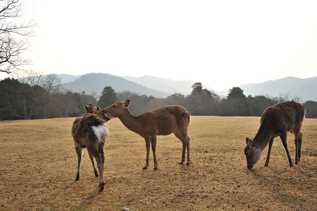 朝の奈良ウォーク　　神秘な朝の奈良公園早回りコース