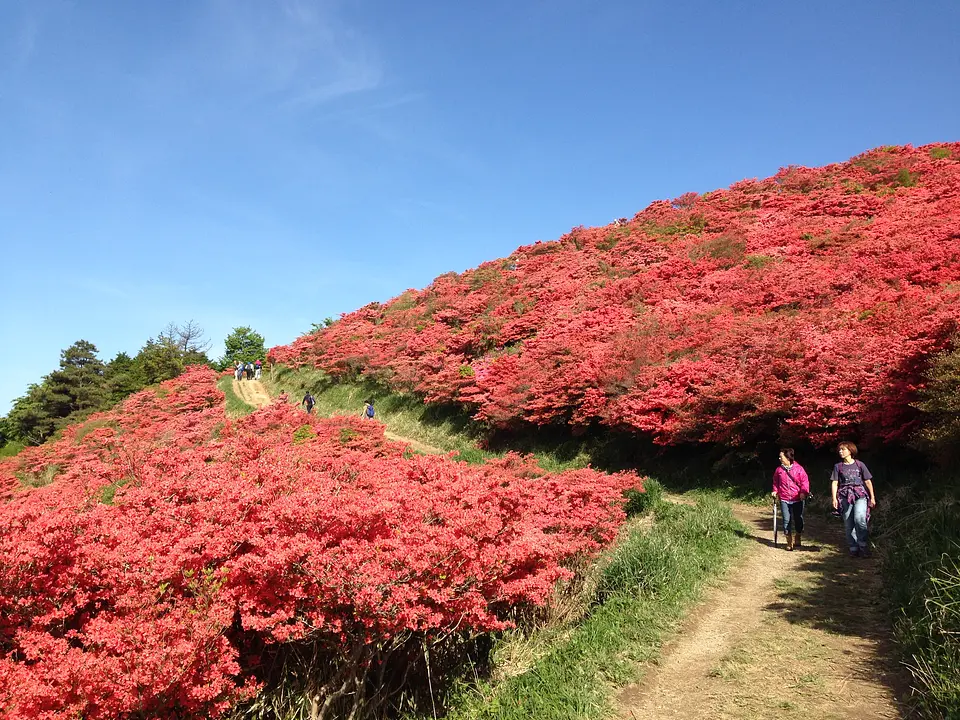 御所市_葛城山_葛城高原自然つつじ園２_240521.jpg