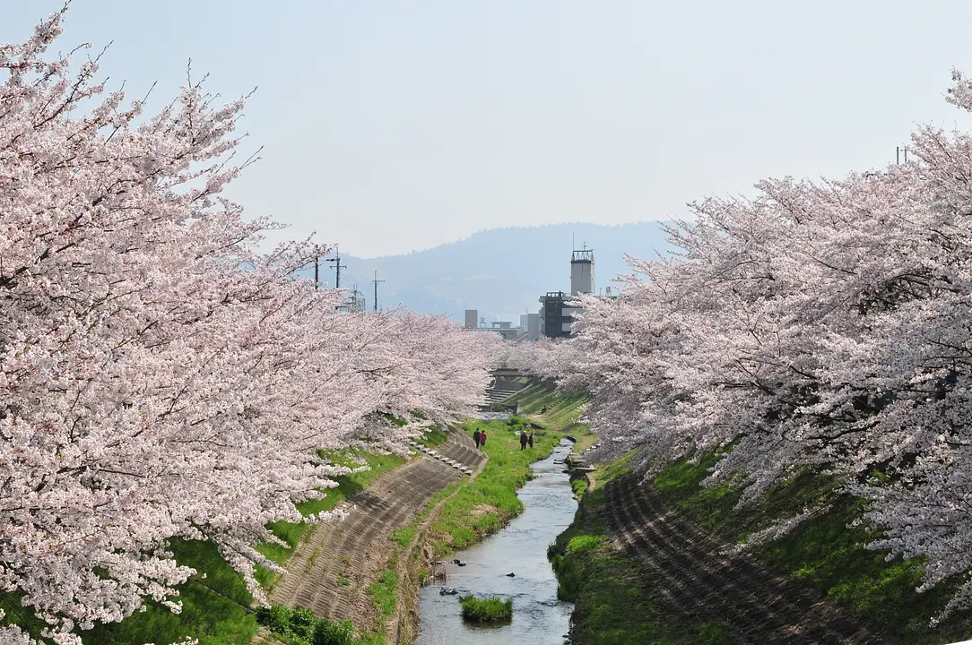 「桜」 の見どころ