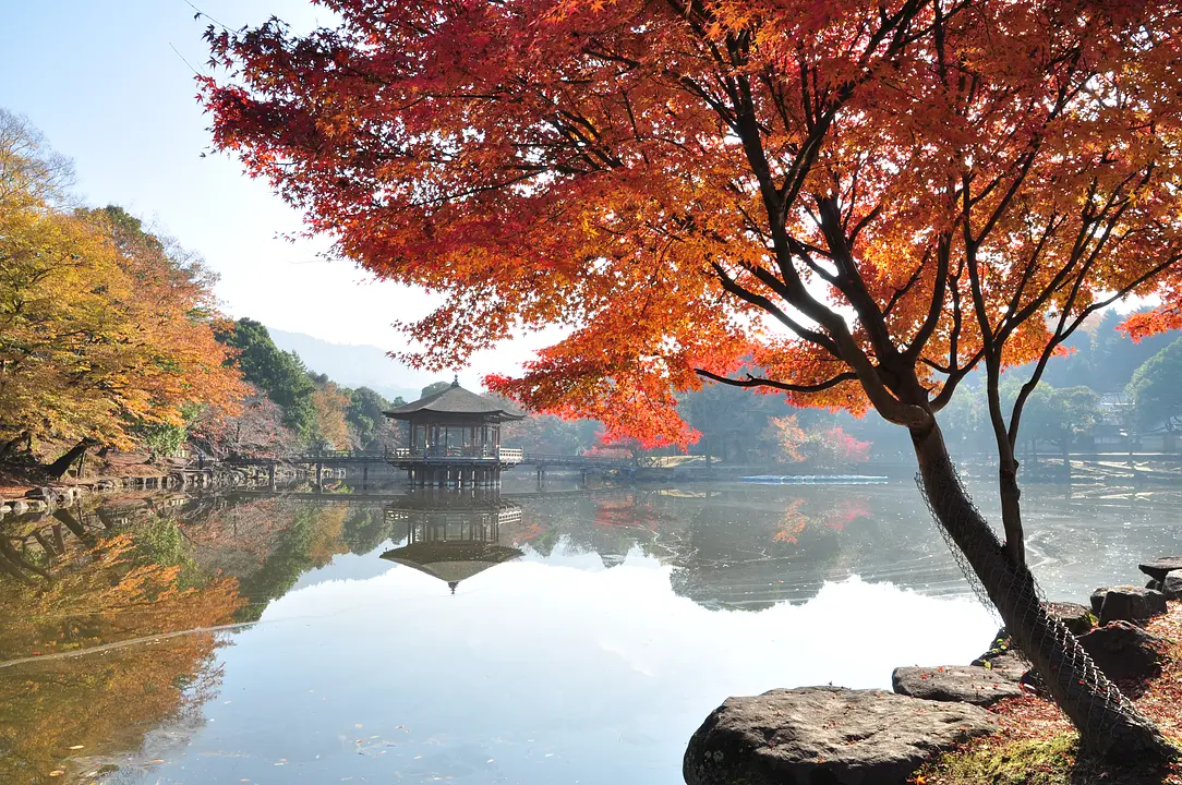 「紅葉」の奈良公園をめぐる