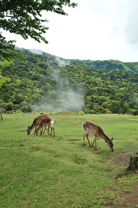 奈良公園の森林浴と巨樹めぐり
