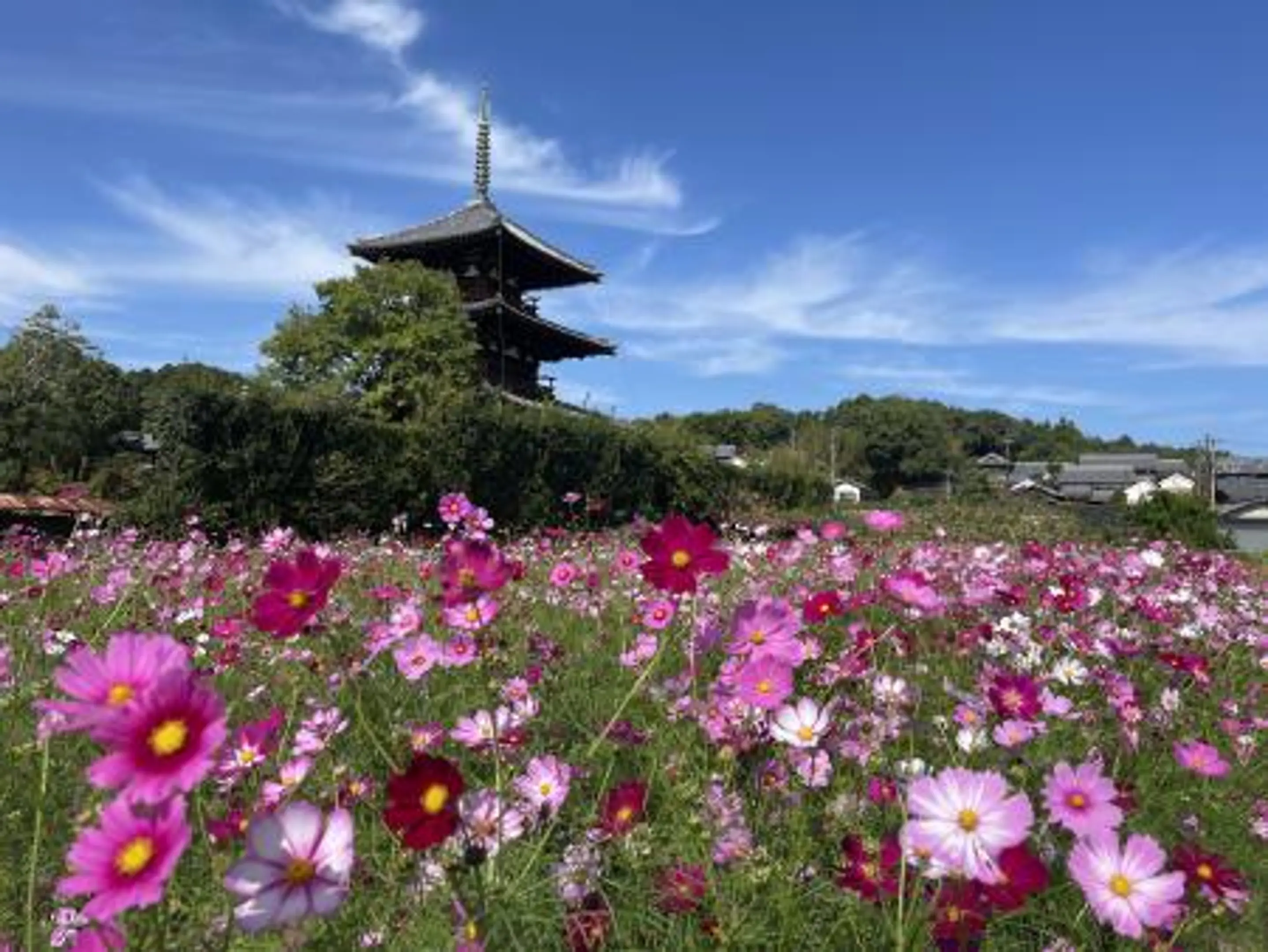 斑鳩町_法起寺_240521.jpg